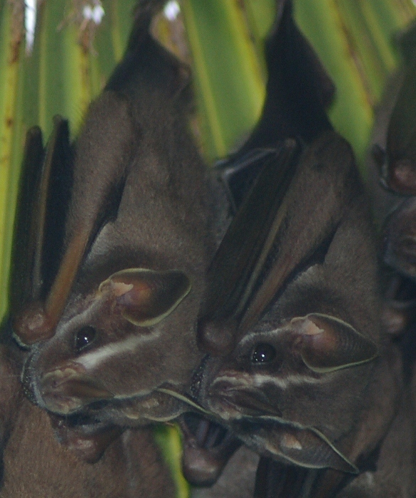 bats